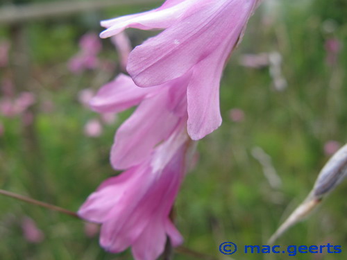 Dierama mossii